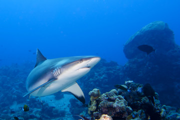 A grey shark jaws ready to attack underwater close up portrait - obrazy, fototapety, plakaty