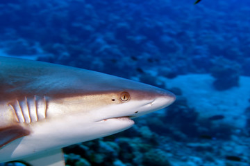 A grey shark jaws ready to attack underwater close up portrait - obrazy, fototapety, plakaty