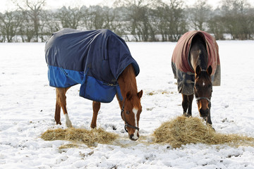 Horses Eating in Snow