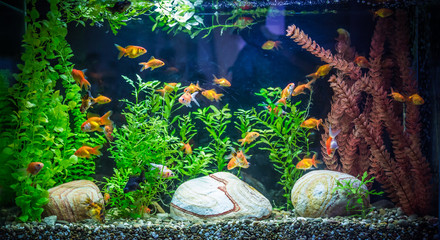 Fototapeta premium Ttropical freshwater aquarium with fishes