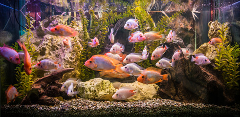 Ttropical freshwater aquarium with fishes © Sergii Figurnyi