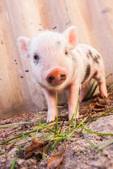 Close-up of a cute muddy piglet running around outdoors on the f