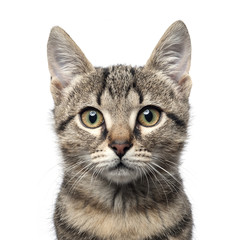 Fototapeta premium Little gray kitten portrait up isolated on white background.