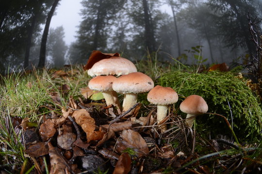 Gruppo di funghi nel bosco