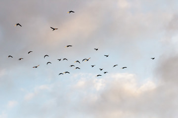 birds