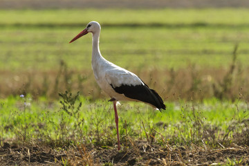 stork