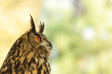 bird