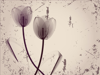 Fond floral avec des tulipes