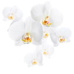 Naklejka na ściany i meble Phalaenopsis. Białe kwiaty orchidea samodzielnie na białym tle