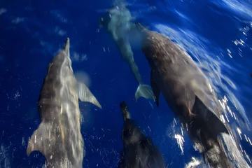 Vlies Fototapete Delfin Delfine