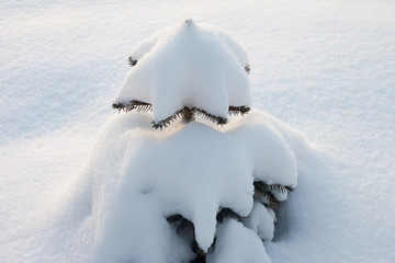 Little fir under snow. © Janis Smits