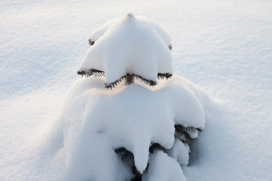 Little fir under snow.