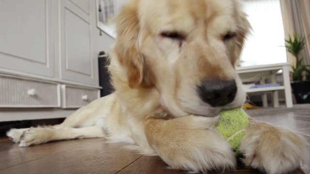 Golden retriever dog is playing with a ball