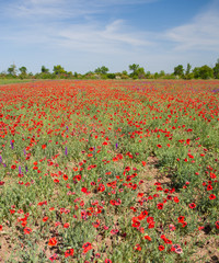 Field with flower of the poppy