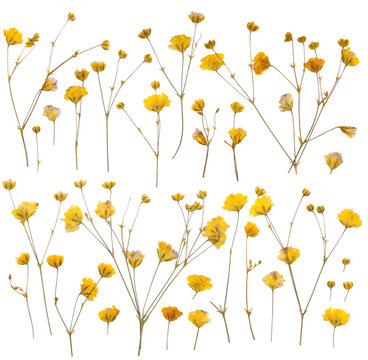 Dry yellow wildflowers
