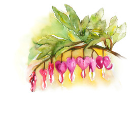 Bleeding Heart Flowers