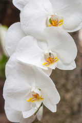 Obraz premium Gałąź białej orchidei