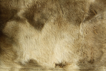 Close-up of fur background