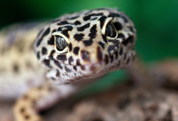 Leopard Gecko