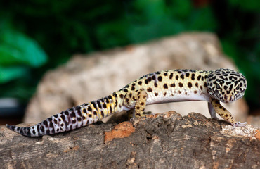leopard gecko on a bark