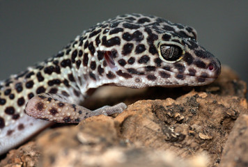 Leopard Gecko