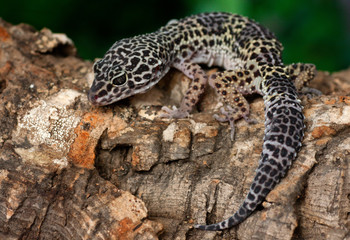 leopard gecko on a bark