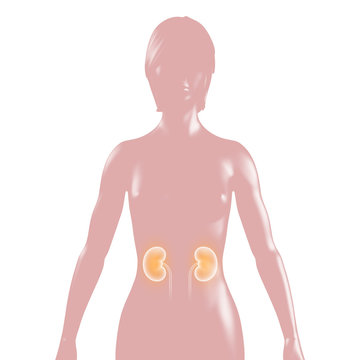 human body kidneys medical diagram clip art preview