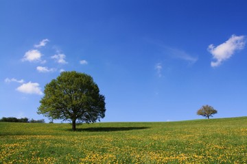 Sommerwiese