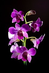 Fototapeta na wymiar Purple orchid close up.
