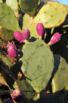 un cactus en fleur.