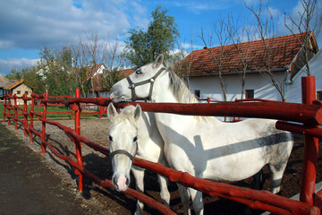 White horses on the farm