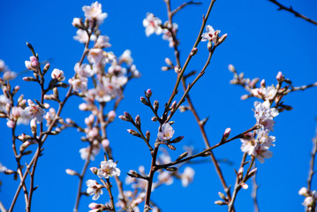 FLORECIENDO