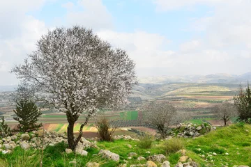 Photo sur Plexiglas Printemps Wild almond tree in beautiful scenery