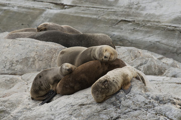 Obraz premium South American Sea Lions