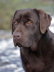 chocolate labrador