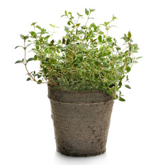 Thyme Herb