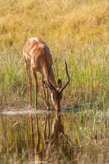 impala  drink at a waterhole