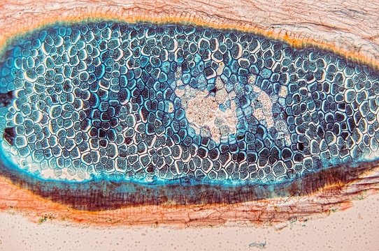 Weevil Rye- Cells Biology