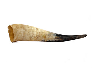 Cow horn