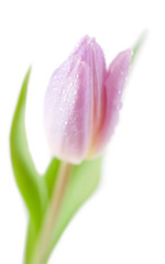Tulip  Spring flower against white background