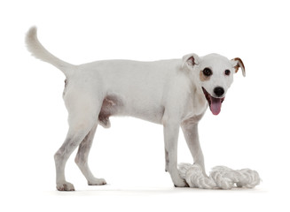 Jack Russell Terrier playing with biting rope