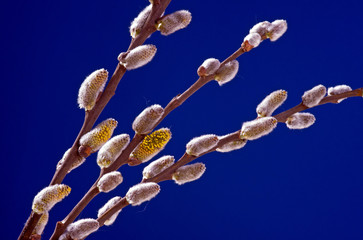 Bukiet Wiosennych bazi