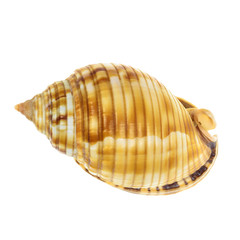 Sea Mollusk Shell isolated on white background