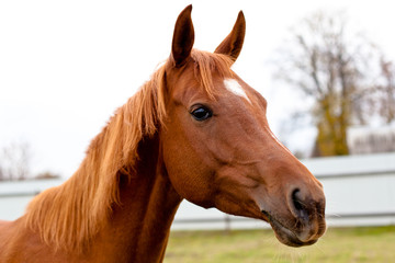 Fototapeta premium red horse