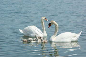 Fototapeta premium swan family in the lake