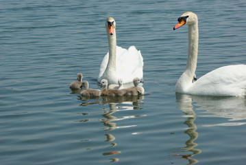 Naklejka premium swan family in the lake