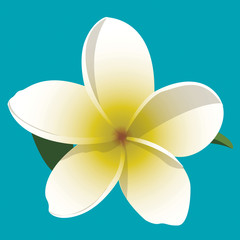 A vector illustration of a yellow and white frangipani