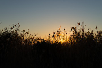 Reeds silhouette