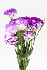 lisianthus flower