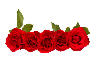 border of red  roses